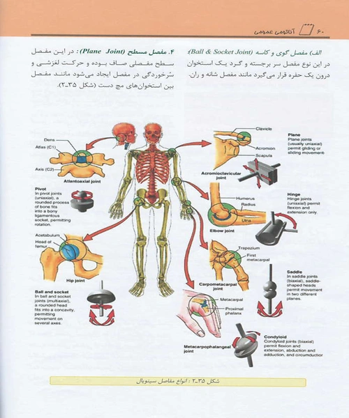 اناتومی عمومی - نمونه دوم - جزیره کتاب های الکترونیکی